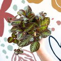 Episcia cupreata 'Zebra' - Flame Violet - Sprouts of Bristol