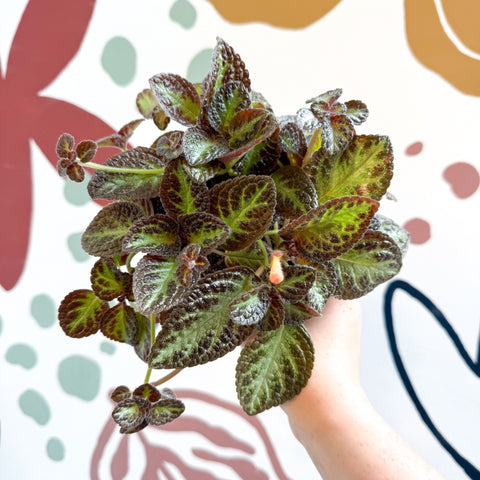 Episcia cupreata 'Zebra' - Flame Violet - Sprouts of Bristol