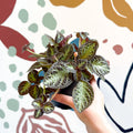 Episcia cupreata 'Zebra' - Flame Violet - Sprouts of Bristol
