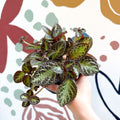 Episcia cupreata 'Zebra' - Flame Violet - Sprouts of Bristol