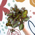 Episcia cupreata 'Zebra' - Flame Violet - Sprouts of Bristol