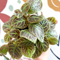 Episcia ‘Tiger Stripe' - Flame Violet - Sprouts of Bristol