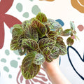 Episcia ‘Tiger Stripe' - Flame Violet - Sprouts of Bristol