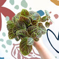 Episcia ‘Tiger Stripe' - Flame Violet - Sprouts of Bristol