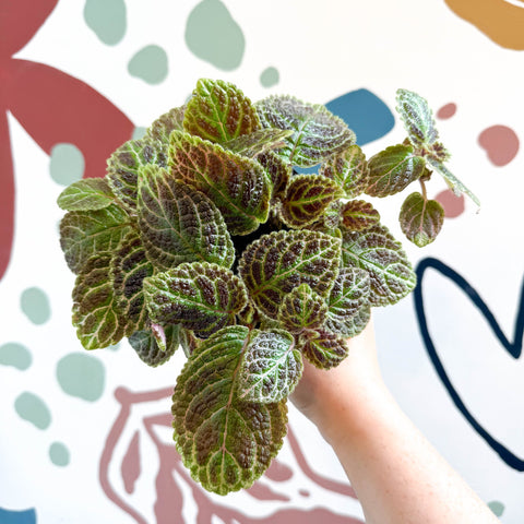 Episcia ‘Tiger Stripe' - Flame Violet - Sprouts of Bristol