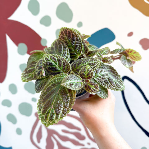 Episcia ‘Tiger Stripe' - Flame Violet - Sprouts of Bristol