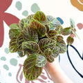 Episcia ‘Tiger Stripe' - Flame Violet - Sprouts of Bristol