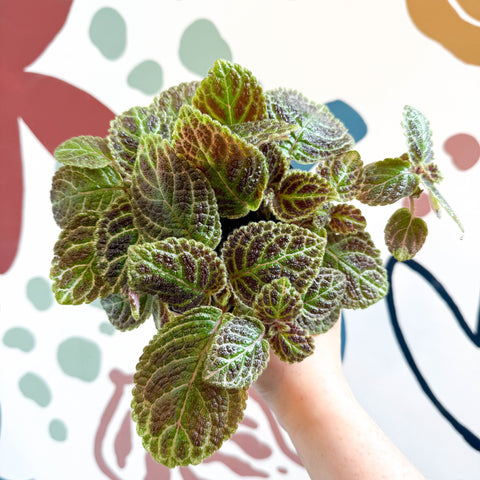 Episcia ‘Tiger Stripe' - Flame Violet - Sprouts of Bristol