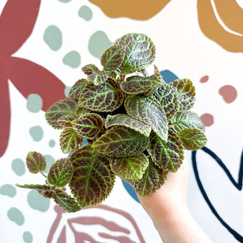 Episcia ‘Tiger Stripe' - Flame Violet - Sprouts of Bristol