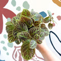 Episcia ‘Tiger Stripe' - Flame Violet - Sprouts of Bristol