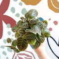 Episcia ‘Tiger Stripe' - Flame Violet - Sprouts of Bristol