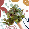Episcia ‘Tiger Stripe' - Flame Violet - Sprouts of Bristol