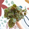 Episcia ‘Tiger Stripe' - Flame Violet - Sprouts of Bristol