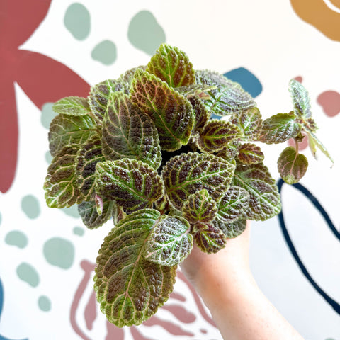 Episcia ‘Tiger Stripe' - Flame Violet - Sprouts of Bristol