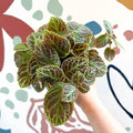 Episcia ‘Tiger Stripe' - Flame Violet - Sprouts of Bristol