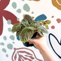 Episcia ‘Tiger Stripe' - Flame Violet - Sprouts of Bristol