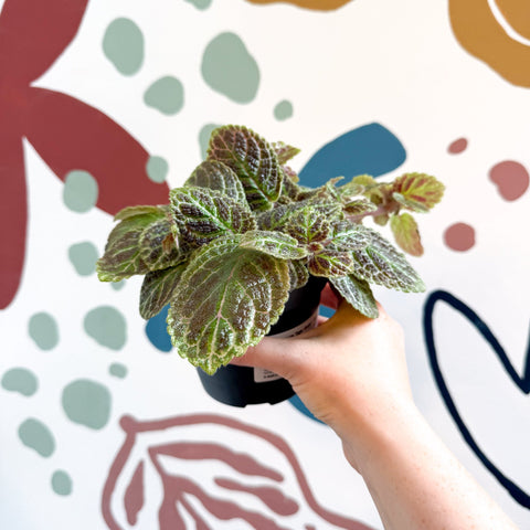 Episcia ‘Tiger Stripe' - Flame Violet - Sprouts of Bristol