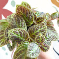 Episcia ‘Tiger Stripe' - Flame Violet - Sprouts of Bristol