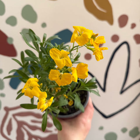Erysimum cheiri 'Sugar Rush Garden Mix' - Wallflower - British Grown - Sprouts of Bristol