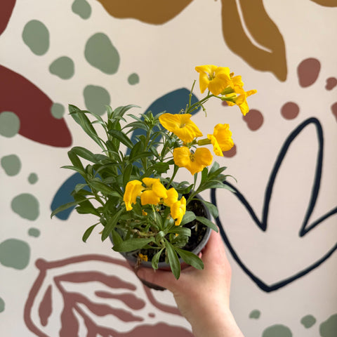 Erysimum cheiri 'Sugar Rush Garden Mix' - Wallflower - British Grown - Sprouts of Bristol