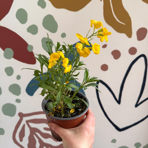 Erysimum cheiri 'Sugar Rush Garden Mix' - Wallflower - British Grown - Sprouts of Bristol