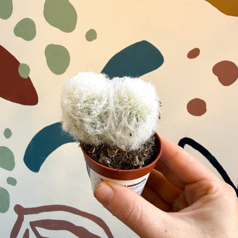 Espostoa melanostele – Peruvian Old Man Cactus - Sprouts of Bristol