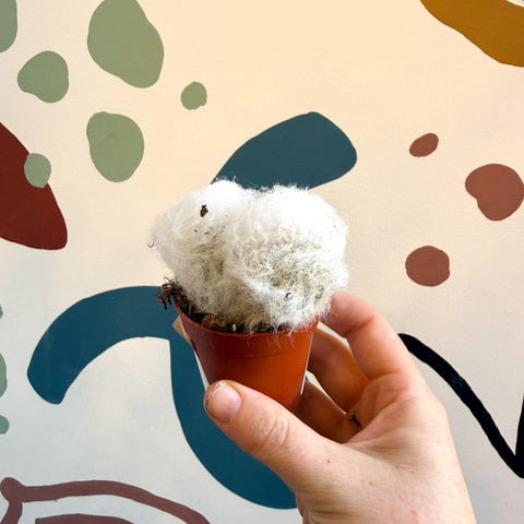 Espostoa melanostele – Peruvian Old Man Cactus - Sprouts of Bristol