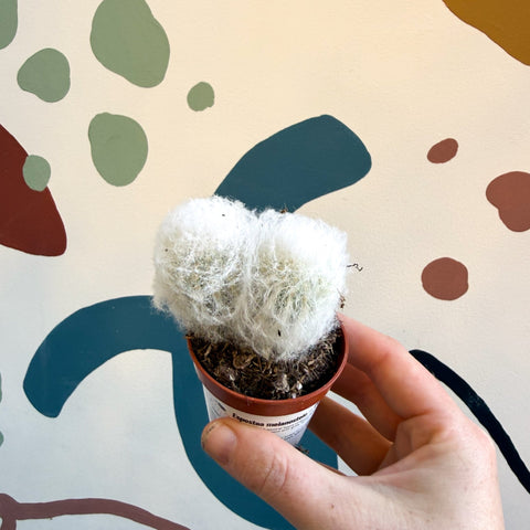 Espostoa melanostele – Peruvian Old Man Cactus - Sprouts of Bristol