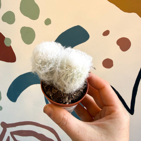 Espostoa melanostele – Peruvian Old Man Cactus - Sprouts of Bristol