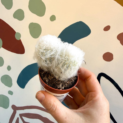 Espostoa melanostele – Peruvian Old Man Cactus - Sprouts of Bristol