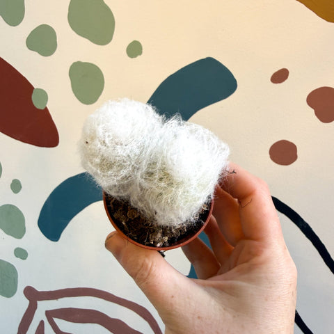 Espostoa melanostele – Peruvian Old Man Cactus - Sprouts of Bristol