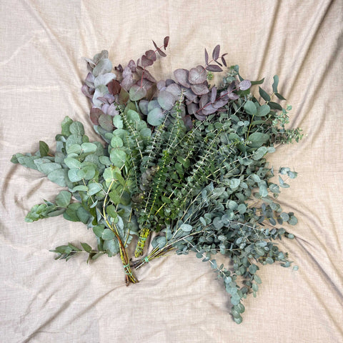 Eucalyptus Bunch – Mixed Varieties – Fresh Foliage for Christmas Wreaths, Floristry & Festive Crafting - Sprouts of Bristol