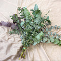 Eucalyptus Bunch – Mixed Varieties – Fresh Foliage for Christmas Wreaths, Floristry & Festive Crafting - Sprouts of Bristol