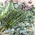 Eucalyptus Bunch – Mixed Varieties – Fresh Foliage for Christmas Wreaths, Floristry & Festive Crafting - Sprouts of Bristol