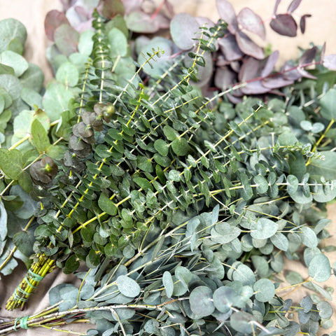 Eucalyptus Bunch – Mixed Varieties – Fresh Foliage for Christmas Wreaths, Floristry & Festive Crafting - Sprouts of Bristol