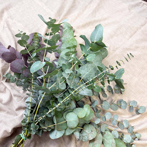Eucalyptus Bunch – Mixed Varieties – Fresh Foliage for Christmas Wreaths, Floristry & Festive Crafting - Sprouts of Bristol