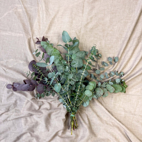 Eucalyptus Bunch – Mixed Varieties – Fresh Foliage for Christmas Wreaths, Floristry & Festive Crafting - Sprouts of Bristol
