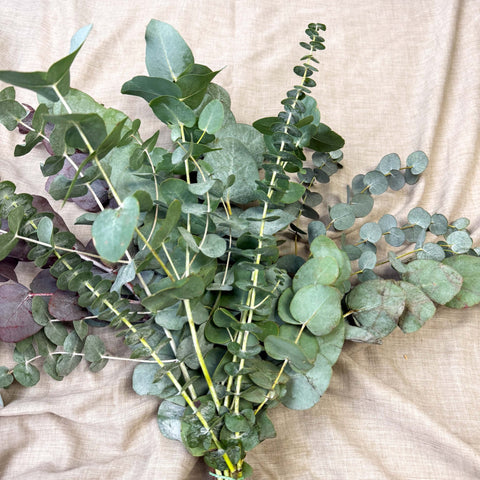 Eucalyptus Bunch – Mixed Varieties – Fresh Foliage for Christmas Wreaths, Floristry & Festive Crafting - Sprouts of Bristol