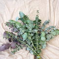Eucalyptus Bunch – Mixed Varieties – Fresh Foliage for Christmas Wreaths, Floristry & Festive Crafting - Sprouts of Bristol