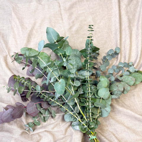 Eucalyptus Bunch – Mixed Varieties – Fresh Foliage for Christmas Wreaths, Floristry & Festive Crafting - Sprouts of Bristol