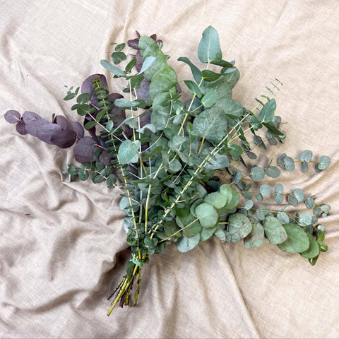 Eucalyptus Bunch – Mixed Varieties – Fresh Foliage for Christmas Wreaths, Floristry & Festive Crafting - Sprouts of Bristol