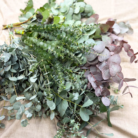 Eucalyptus Bunch – Mixed Varieties – Fresh Foliage for Christmas Wreaths, Floristry & Festive Crafting - Sprouts of Bristol
