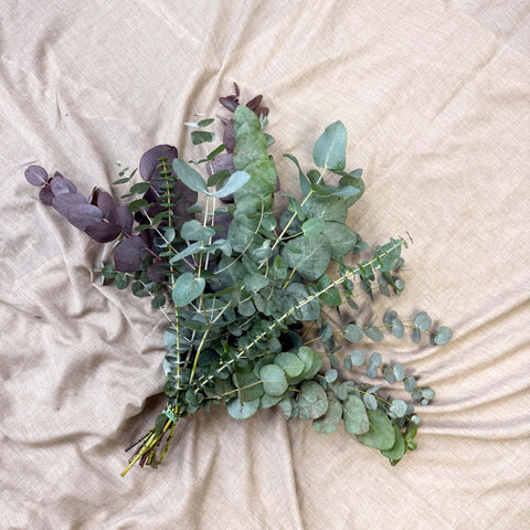 Eucalyptus Bunch – Mixed Varieties – Fresh Foliage for Christmas Wreaths, Floristry & Festive Crafting - Sprouts of Bristol