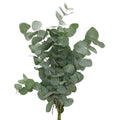 Eucalyptus cinerea Stems - Christmas Craft Wreath Florist Festive Decoration - Fresh Foliage - Sprouts of Bristol