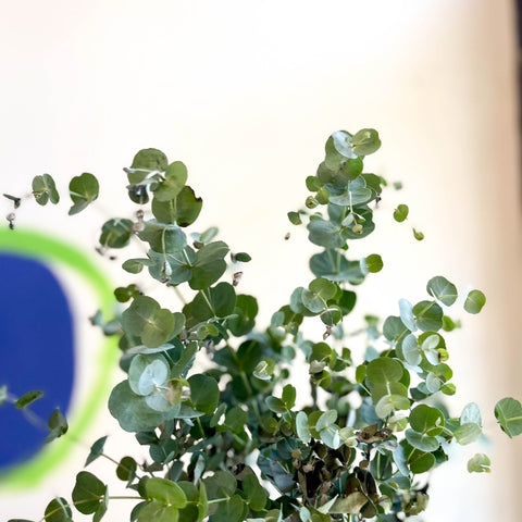 Eucalyptus gunnii 'Azura' - Cider Gum Tree - Sprouts of Bristol