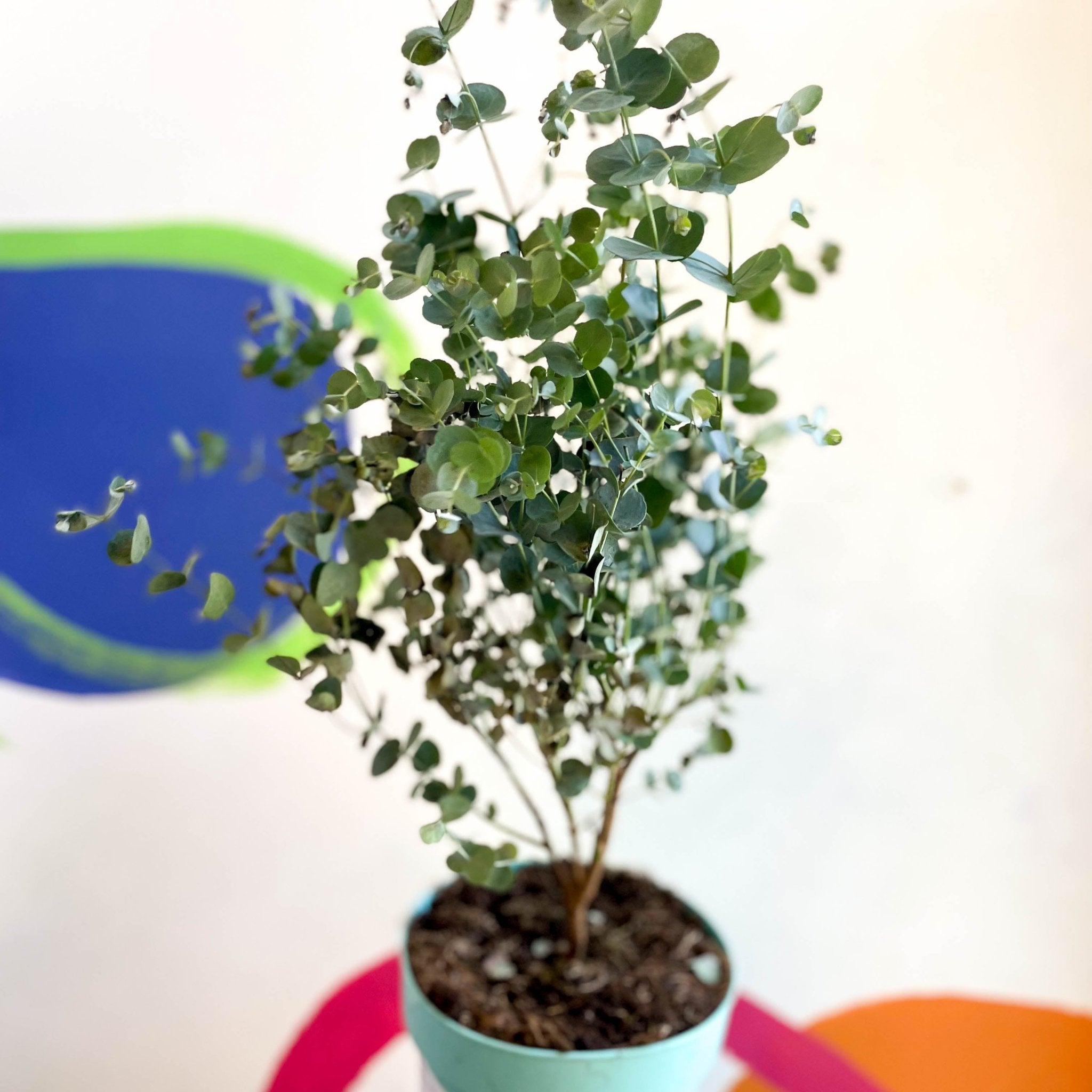 Guntu Tree Eucalyptus gunnii 'Azura' - Cider Gum Tree – Sprouts of Bristol