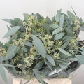 Eucalyptus populus Stems (Green with Berries) - Christmas Craft Wreath Florist Festive Decoration - Fresh Foliage - Sprouts of Bristol