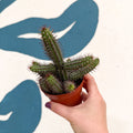 Euphorbia baioensis - Sprouts of Bristol