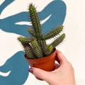 Euphorbia baioensis - Sprouts of Bristol