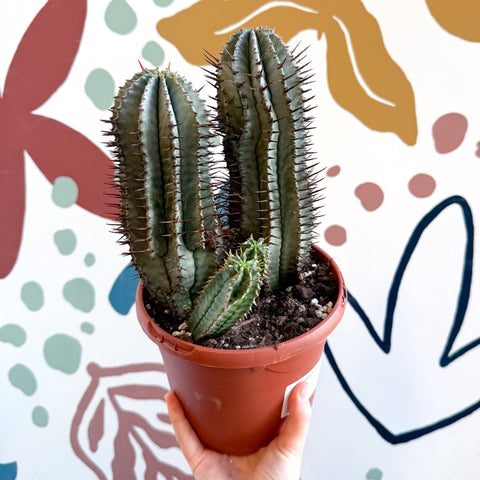 Euphorbia horrida – African Milk Barrel - Sprouts of Bristol